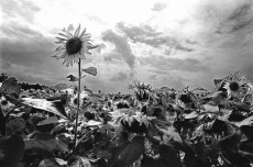 Objects in Black & White