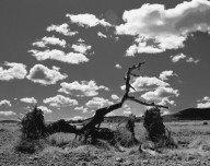 Dead Trees