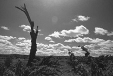 Dead Trees