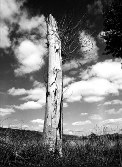 Dead Trees