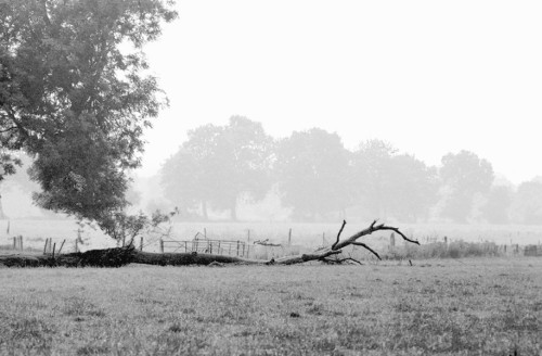 Dead Trees