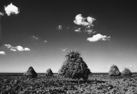 Low Lands