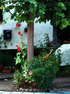 Red Flowers
