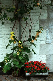 Red Flowers