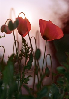 Red Flowers