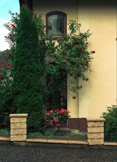 Red Flowers