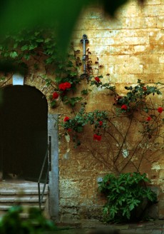 Red Flowers